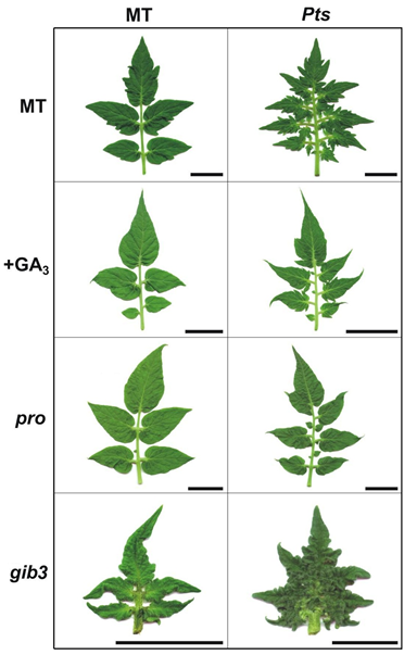 this figure shows tomato leaves from the mutants petroselinum and the gibberellin mutants procera and gibberellin deficient 3. The phenotype of the double mutant between procera and petroselinum is intermediary